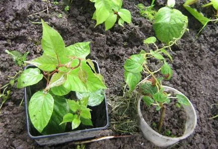 Actinidia ajánlott fajok, különösen a költési és gondozás