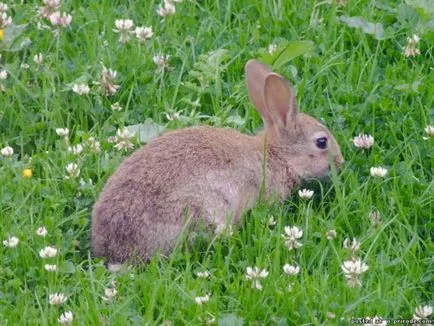 30 érdekes tény a nyulak - 30 fotó - kép - képek természetes világ