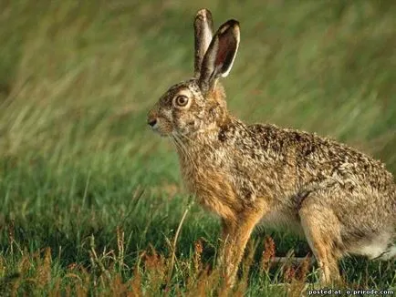 30 lucruri interesante despre iepuri - 30 poze - poze - fotografii lumii naturale