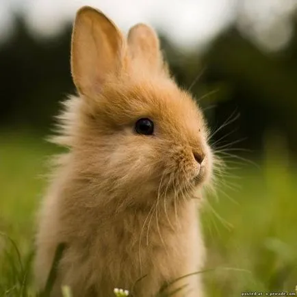 30 lucruri interesante despre iepuri - 30 poze - poze - fotografii lumii naturale