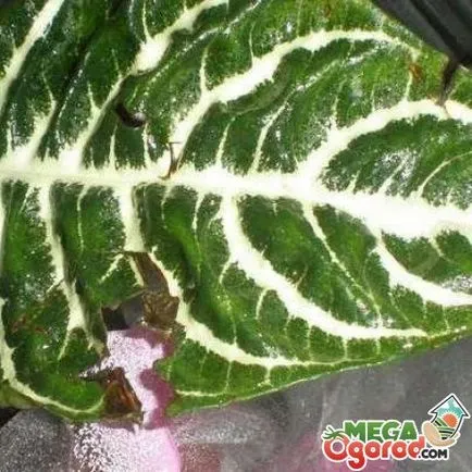 Aphelandra tippeket ellátás és transzplantáció