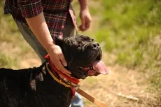 Alaszkai malamut kutya fajta leírás, fotó és videó anyagok a faj vélemények