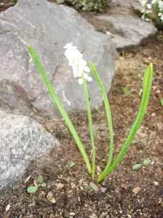 Alpine grădină stancarie cum să facă plante de grădină