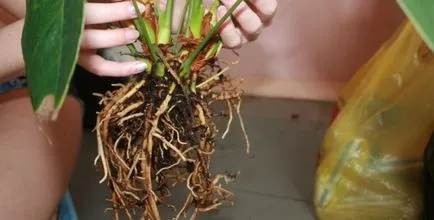 transplant Anthurium, metode de reproducere în casă