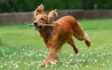 Engleză Cocker Spaniel - vânător distractiv