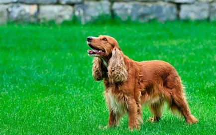 Engleză Cocker Spaniel - vânător distractiv