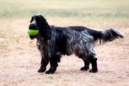 Engleză Cocker Spaniel - vânător distractiv