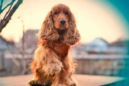 Engleză Cocker Spaniel - vânător distractiv