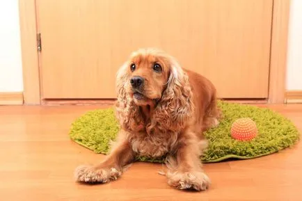 Engleză Cocker Spaniel - vânător distractiv