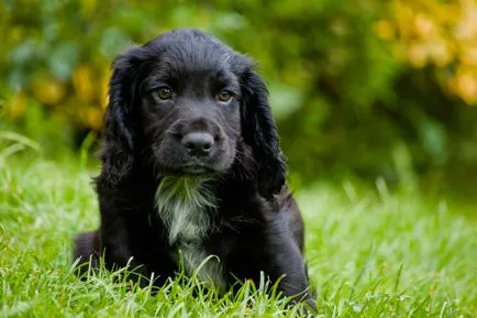 Engleză Cocker Spaniel - vânător distractiv