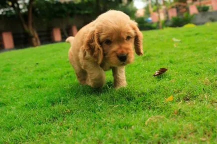 Engleză Cocker Spaniel - vânător distractiv