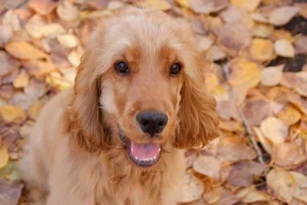 Engleză Cocker Spaniel - vânător distractiv