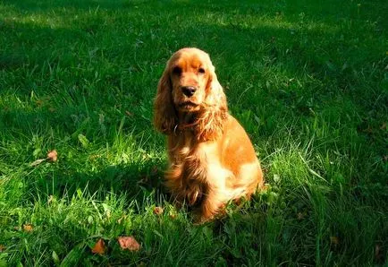 Engleză Cocker Spaniel - vânător distractiv