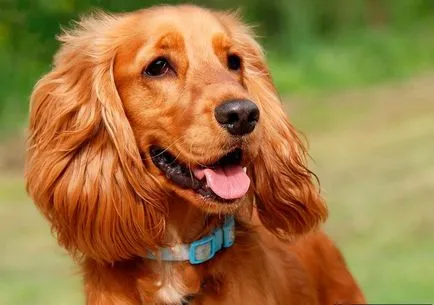 Engleză Cocker Spaniel - vânător distractiv