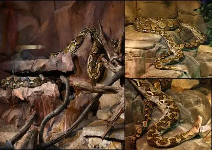 Anaconda, TITANOBOA CERREJONENSIS, piton reticulat - cel mai mare sarpe din lume