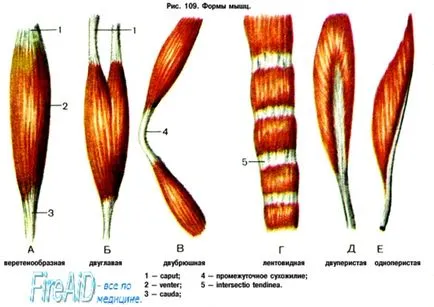 Anatomy izmok osztályozása