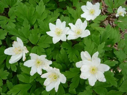 plantare Anemone și de îngrijire - consiliere gradinarului