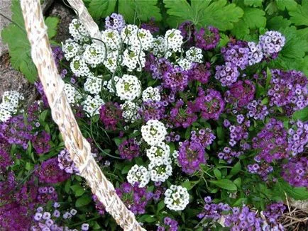 Alyssum tenger vagy a tenger lobulyariya termesztés, leírás, fotó