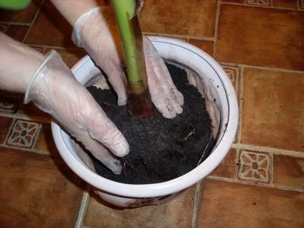 transplant Anthurium, metode de reproducere în casă