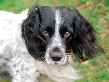 Engleză Cocker Spaniel - vânător distractiv