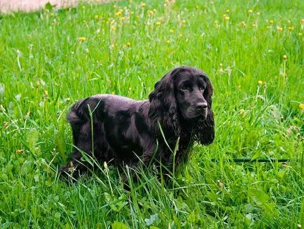 Engleză Cocker Spaniel - vânător distractiv