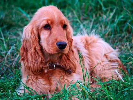 Engleză Cocker Spaniel - vânător distractiv