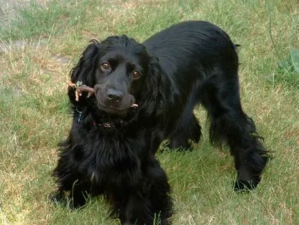 Engleză Cocker Spaniel - vânător distractiv