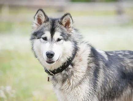 Malamutul descriere câine de rasă, foto și video materiale despre comentarii specii