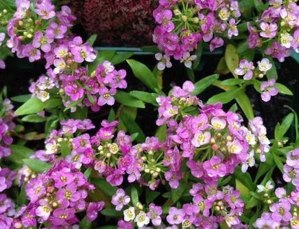 Alyssum tenger vagy a tenger lobulyariya termesztés, leírás, fotó