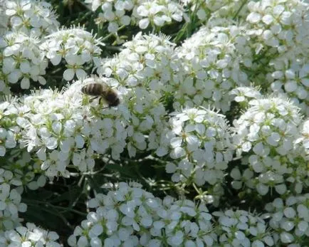 Alyssum mare, sau lobulyariya mare cultivare, descriere, fotografie