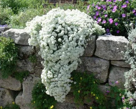 Alyssum mare, sau lobulyariya mare cultivare, descriere, fotografie