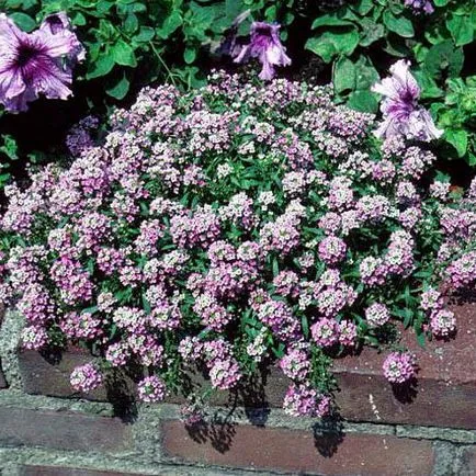 Alyssum mare, sau lobulyariya mare cultivare, descriere, fotografie