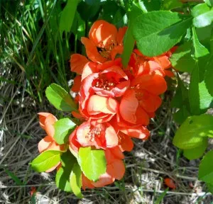 gutuie japoneză, Cydonia, Chaenomeles, roșii în creștere în cabana de vară