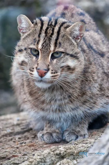 Ázsiai Fishing Cat