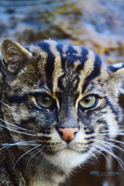 Ázsiai Fishing Cat