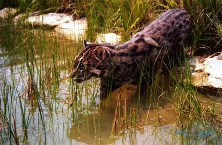 Ázsiai Fishing Cat