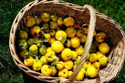 gutuie japoneză, Cydonia, Chaenomeles, roșii în creștere în cabana de vară