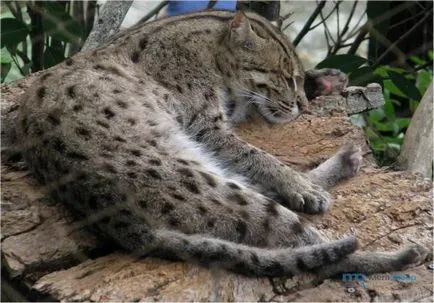 Ázsiai Fishing Cat