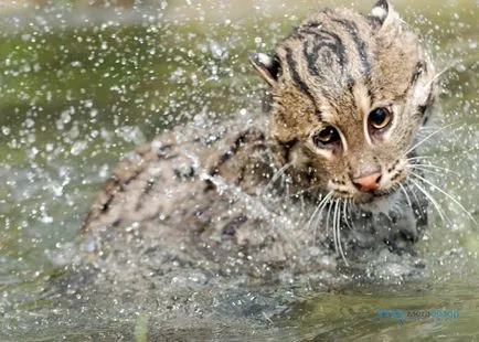 Азиатски риболов Cat