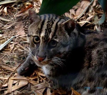 Ázsiai Fishing Cat