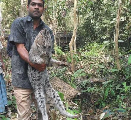 Ázsiai Fishing Cat