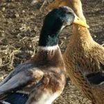 Башкирски патица описание на породата, размножаване, отзиви, снимки