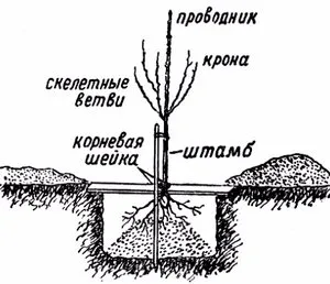 plantare salcam alb, de îngrijire, în creștere de la un răsad în copac