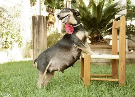 Un câine gravidă a câștigat Photoshoot lui on-line