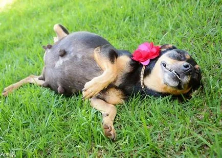 Un câine gravidă a câștigat Photoshoot lui on-line