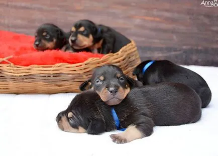 Terhes kutya, aki ugrott keresztül az online fotót, szült öt csodálatos kölykök