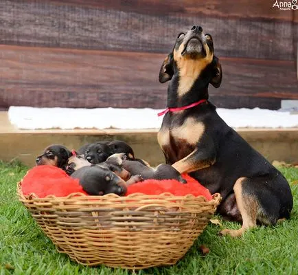 Câine gravidă care a sărit prin fotografiile sale on-line, a dat naștere la cinci pui minunate