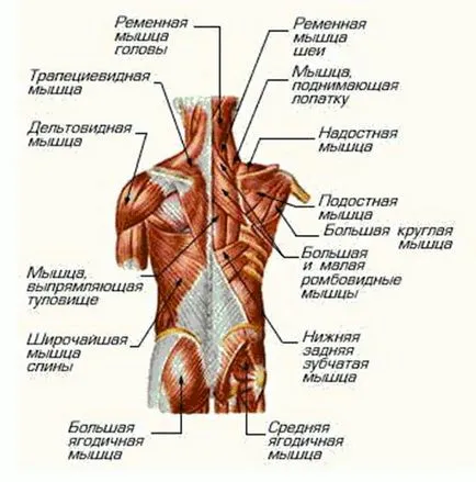 exerciții de baza si auxiliare pe spate, în sala de sport