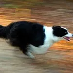 Border Collie (Collie de frontieră) - grațios, puternic și proporționat și extrem de inteligent