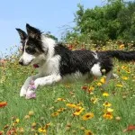 Border Collie (Collie de frontieră) - grațios, puternic și proporționat și extrem de inteligent